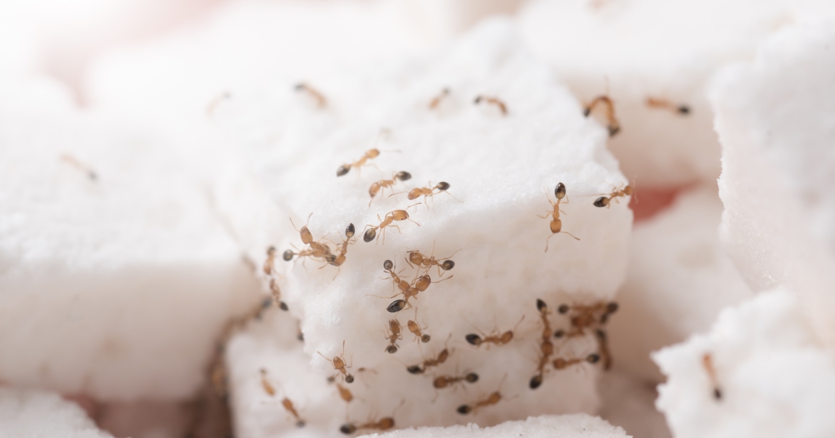 getting rid of sugar ants in kitchen